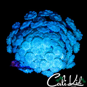 GHOST ALVEOPORA