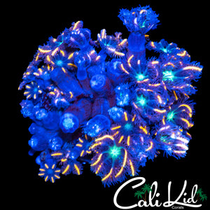 FIREWORKS CLOVES CHUNK