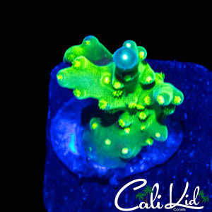 GREEN SLIMER FRAG