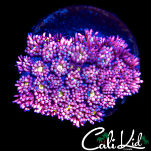 CK UNRELEASED GONI