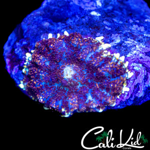 MYSTERY WHITE SKIRT RHODACTIS
