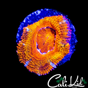 FLAMETHROWER TYPE ACAN LORD