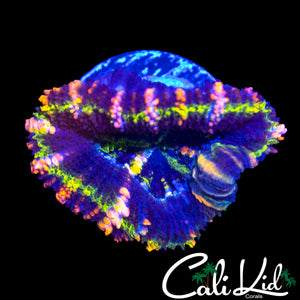 ELECTRIC EYE RAINBOW ACAN