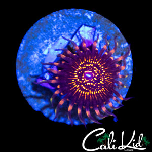CK WEST COAST WIZARD ZOA