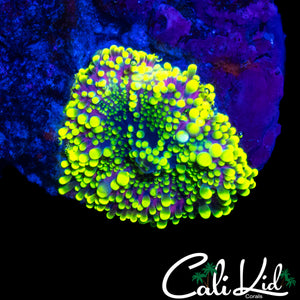 PURPLE / YELLOW BUBBLE YUMA