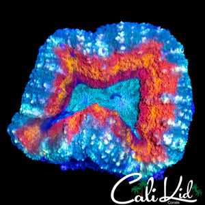 RAINBOW RING LOBO