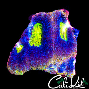BEN'S RAINBOW BOWERBANKI CHUNK