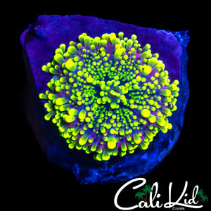 PURPLE / YELLOW BUBBLE YUMA