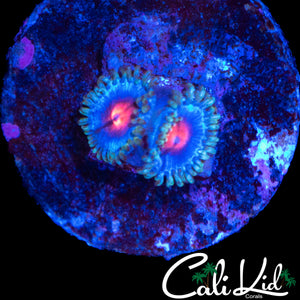 MIAMI VICE TYPE ZOA DOUBLE