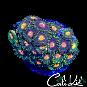 ASSORTED ZOA MINI COLONY