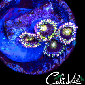 CK ANTI MATTER ZOA QUAD