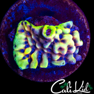 CK PEYOTE DREAMS MONTI
