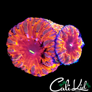 INDO RAINBOW BLASTO TRIPLE