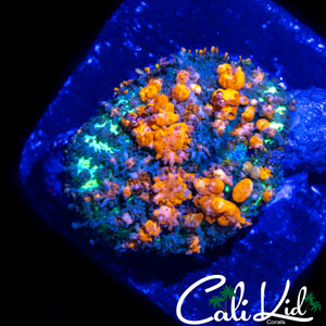 CB SUNKIST BOUNCE SHROOM