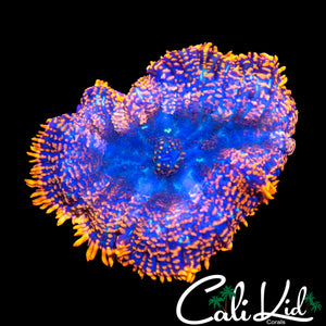 FLAME RIM RHODACTIS