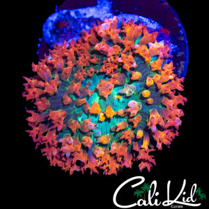 BEAUTIFUL FLAMETHROWER ST THOMAS MUSHROOM