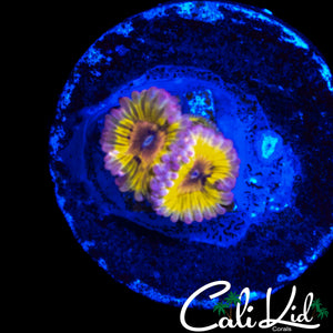 CHIQUITA ZOA TRIPLE