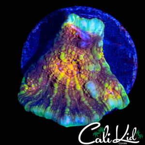 CK UNRELEASED RAINBOW CHALICE