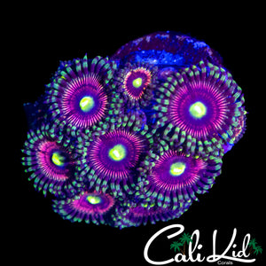 DAISY DUKE PALY MINI COLONY