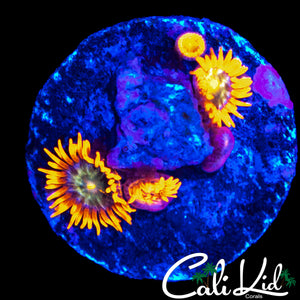 HATERADE ZOA MINI COLONY