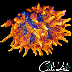 CC COLORADO SUNBURST NEM (OG LINEAGE)