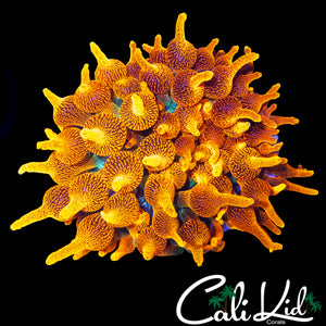 CC COLORADO SUNBURST NEM (OG LINEAGE)