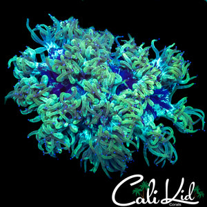 LARGE SPLATTER BLUE TIP ELEGANCE