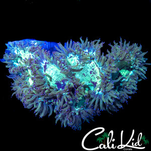 LARGE SPLATTER BLUE TIP ELEGANCE