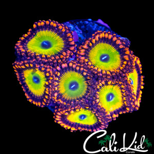 CAR TYPE ZOA COLONY