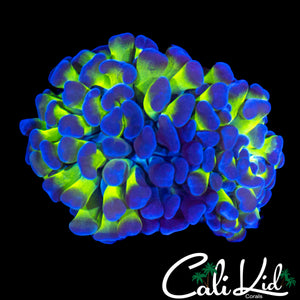 PURPLE / GREEN BRANCHING HAMMER