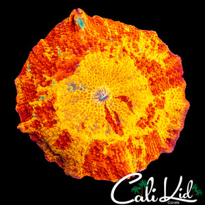 OG TIE DYE MUSHROOM W/ GREEN