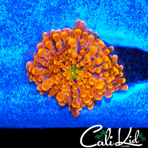 PURPLE / ORANGE BUBBLE YUMA