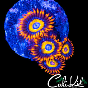 BBEB ZOA QUAD