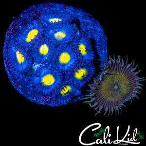 ASSORTED ZOAS