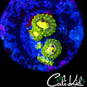 CK UNRELEASED ZOA MINI COLONY