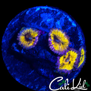 CHIQUITA ZOA QUAD
