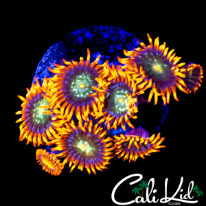 HATERADE ZOA MINI COLONY