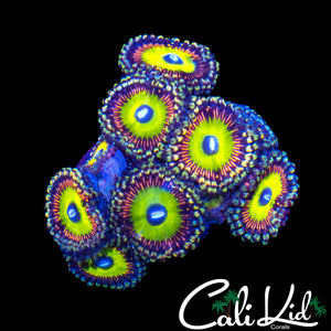 CAR TYPE ZOA MINI COLONY