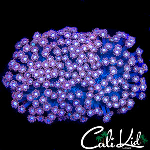 ORANGESICLE ALVEOPORA COLONY