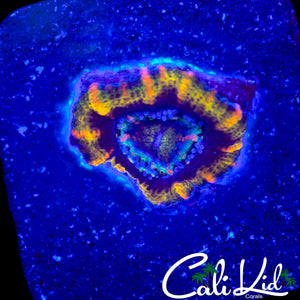 MYSTERY ACAN