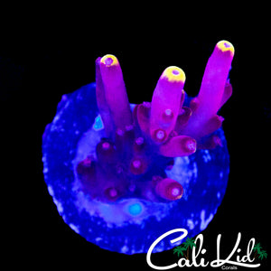 JF FOX FLAME ACRO