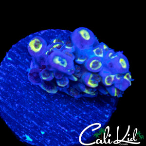 ULTIMATE RAINBOW TENIUS