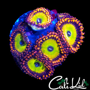 CAR TYPE ZOA COLONY