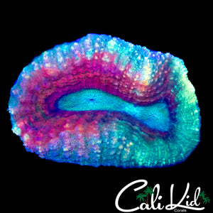 RAINBOW SWIRL LOBO