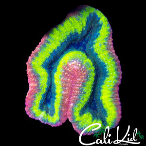 PINK RIM SYMPHYLLIA COLONY