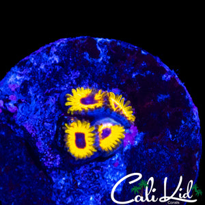 GREAT OWL ZOA QUAD