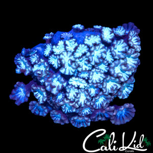 PINK TIP ALVEOPORA