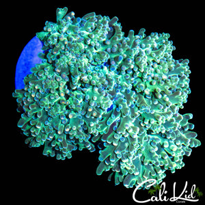 AQUACULTURED CK RAINBOW BRANCHING HAMMER