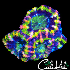 ELECTRIC PINK ACAN QUAD