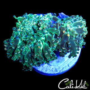 AQUACULTURED CK RAINBOW BRANCHING HAMMER